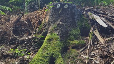 Ein mit Moos bedeckter Baumstumpf im dichten Wald des Wiehengebirges nahe Hüllhorst.