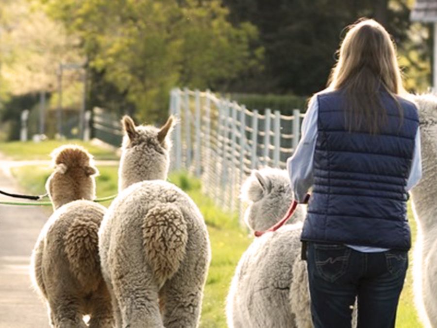 Zwei Personen führen mehrere Alpakas auf einem Weg durch eine ländliche Umgebung spazieren.